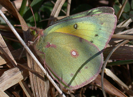 Orange Sulphur Orange Sulphur